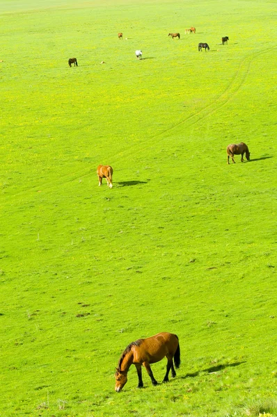 Hästar på grön äng — Stockfoto