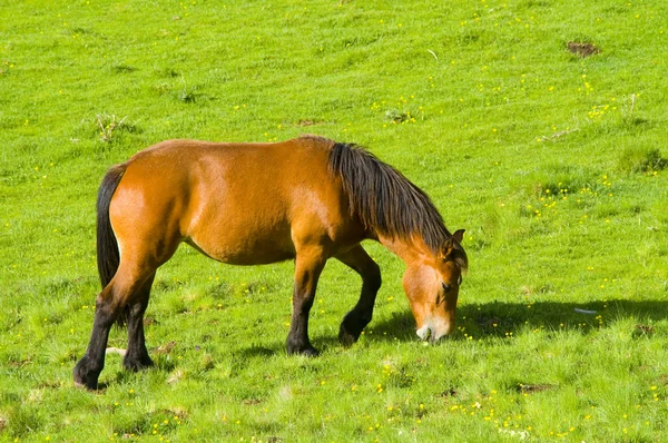 马在绿色的草地上 — 图库照片