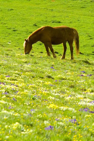 stock image Horse on green meadow