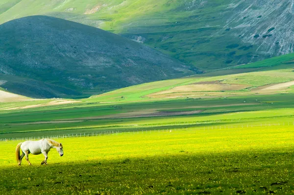 Cavalo no prado verde — Fotografia de Stock Grátis