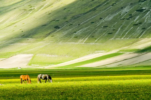 Koně na zelené louce — Stock fotografie