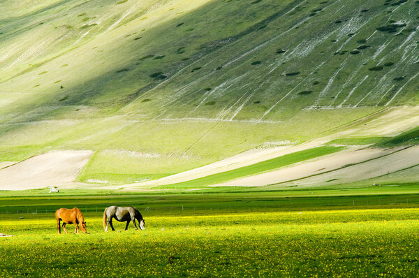 Horses on green meadow