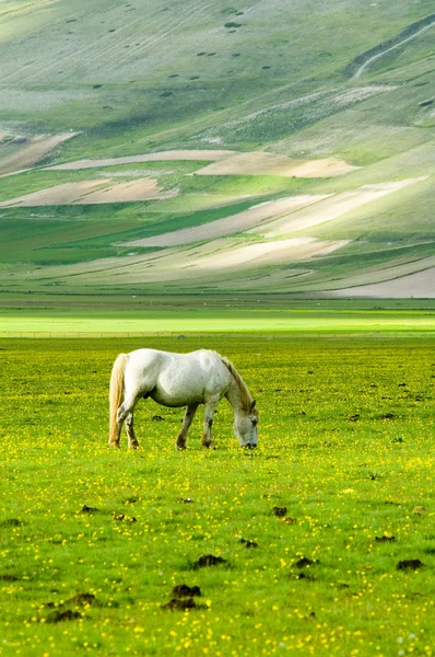 Häst på grön äng — Stockfoto