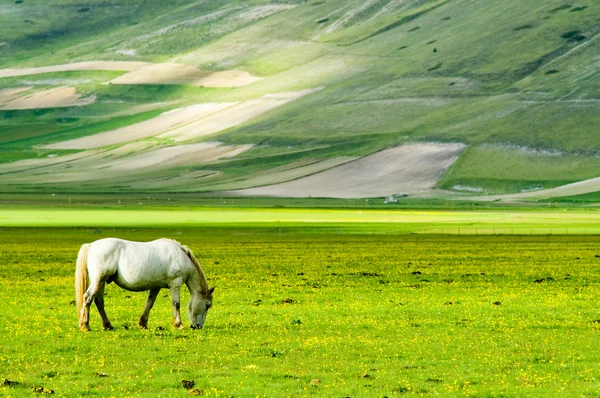 stock image Horse on green meadow