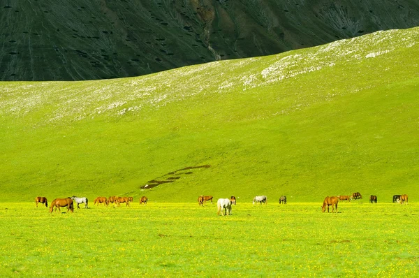 Konie na zielony łąka — Zdjęcie stockowe