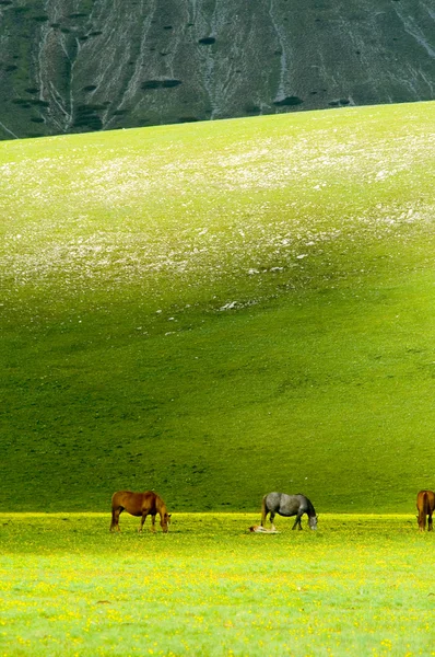 Hästar på grön äng — Stockfoto