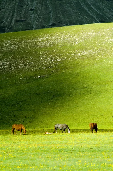 Лошади на зеленом лугу — стоковое фото
