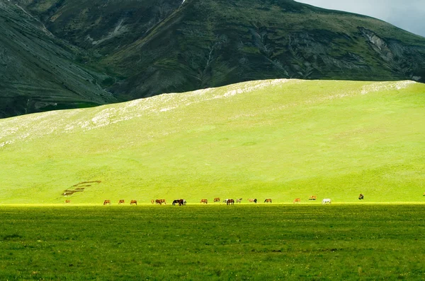 Cavalos no prado verde — Fotografia de Stock
