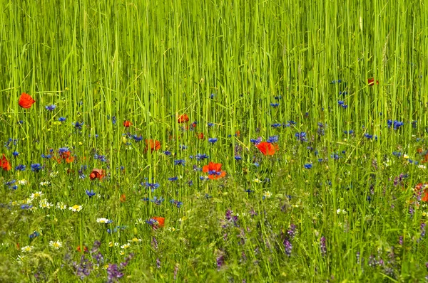 Green field with flowers. — Stock Photo, Image