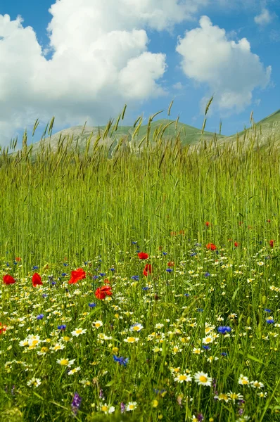 Grönt fält med blommor. — Stockfoto