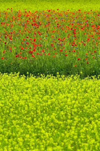 Green field with flowers. — Stock Photo, Image