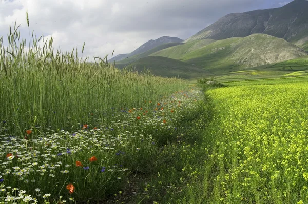 Zöld mező, a virágok. — Stock Fotó