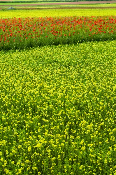 Zelené pole s květinami. — Stock fotografie