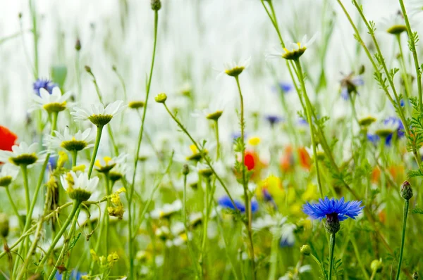 Fält av tusensköna blommor — Stockfoto