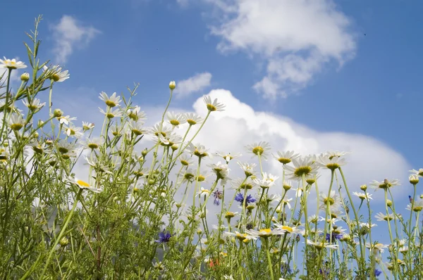 Fält av tusensköna blommor — Stockfoto