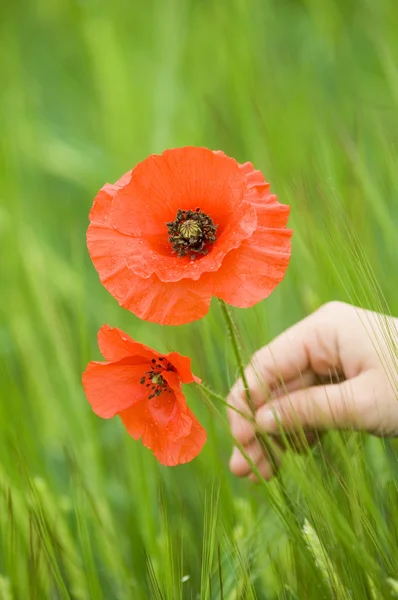 stock image Red poppy in hand