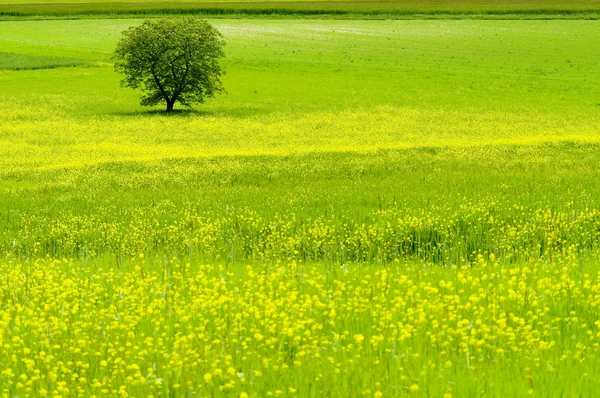 Árbol en campo verde —  Fotos de Stock