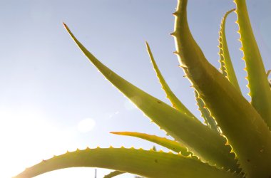 Aloe.