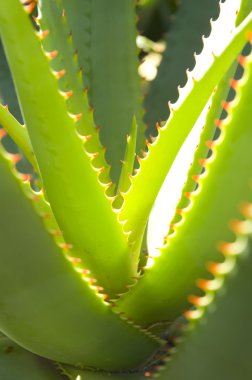 Aloe.