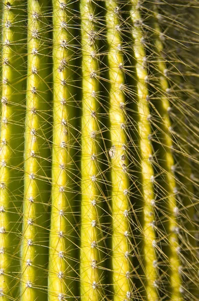 Cacto — Fotografia de Stock