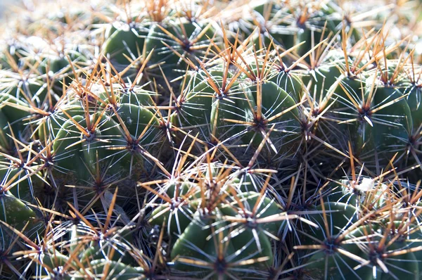 Kaktusz — Stock Fotó