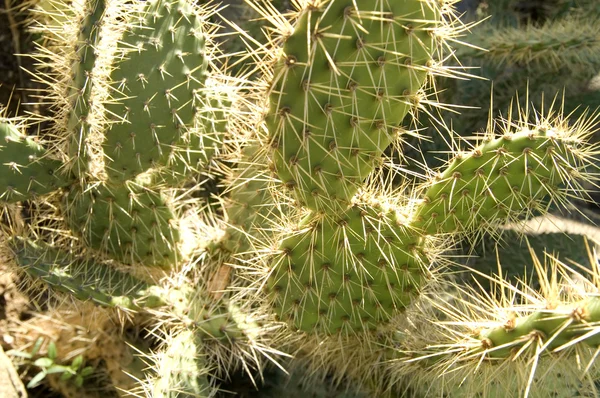 Kaktus – stockfoto