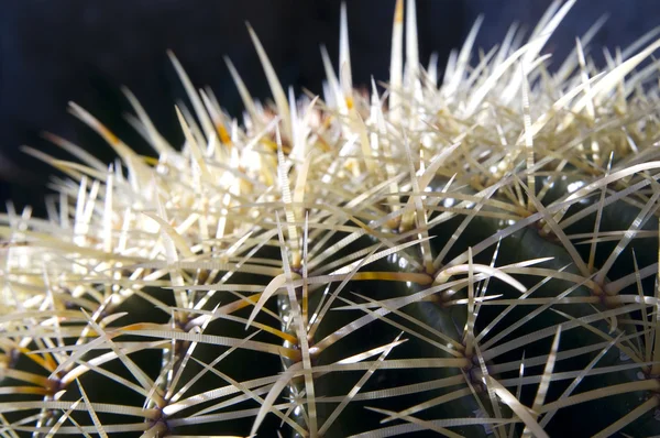 stock image Cactus