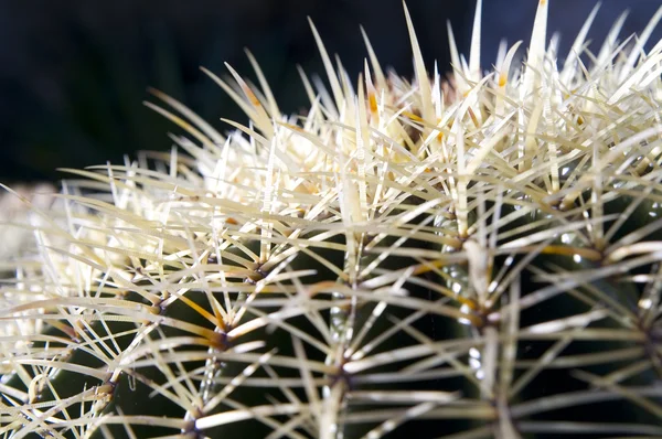 Stock image Cactus