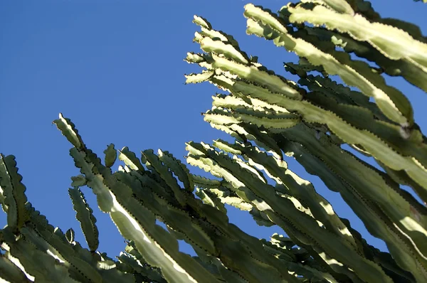 stock image Cactus