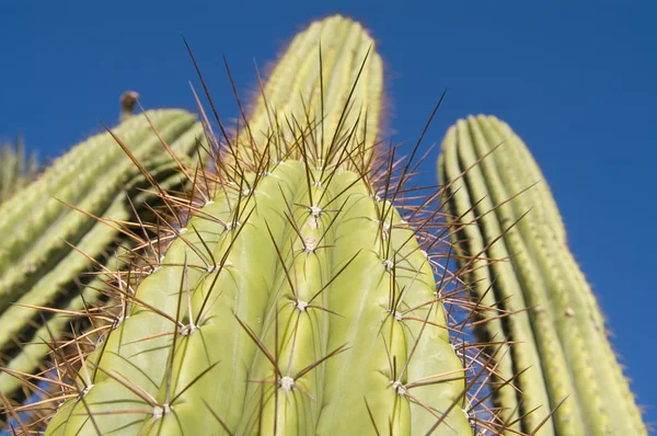 stock image Cactus