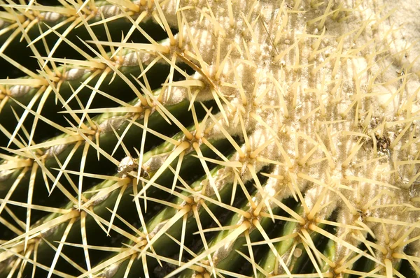 stock image Cactus