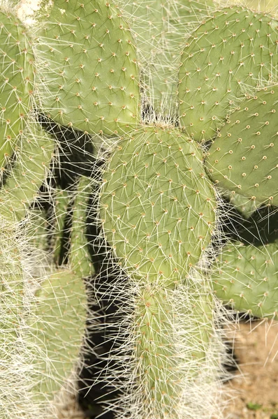 Cacto — Fotografia de Stock