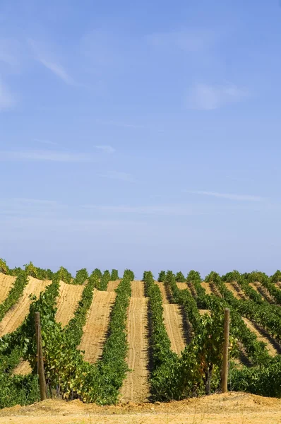 Rows of vines — Stock Photo, Image