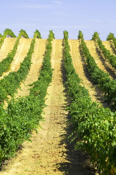 Rangées de vignes — Photo