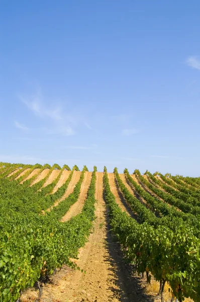 Rzędy winorośli — Zdjęcie stockowe