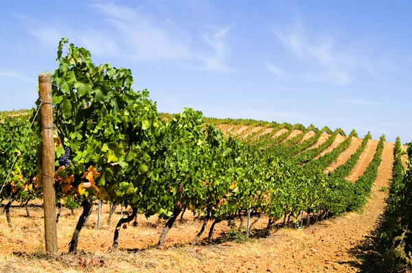 Rows of vines — Stock Photo, Image