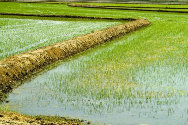 Rice field clipart