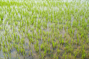 Rice fields clipart