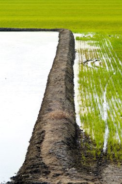 Rice field clipart