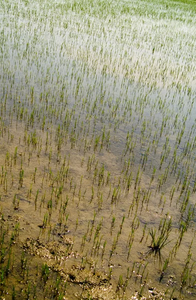 Rice fields — Stock Photo, Image