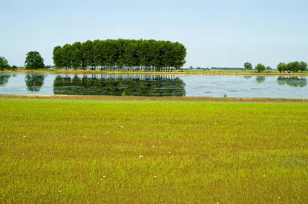 Campos de arroz — Fotografia de Stock