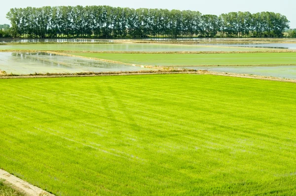 Campos de arroz — Fotografia de Stock