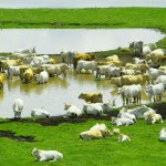 Grazing in high mountain