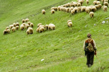 koyun sürüsü, mala fatra, Slovakya
