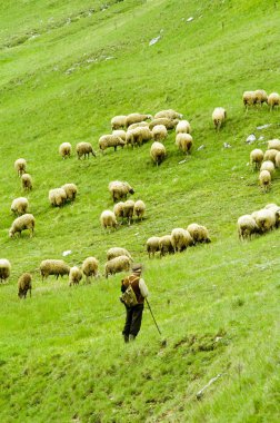 Sheep herd, Mala Fatra, Slovakia clipart