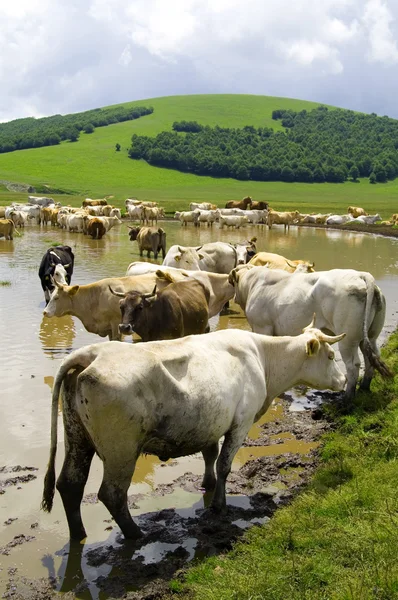 stock image Grazing in high mountain