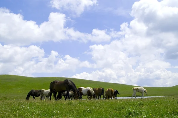 Выпас скота в горах — стоковое фото