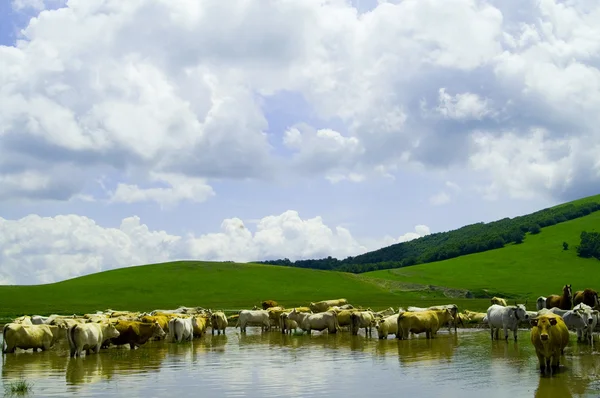 Выпас скота в горах — стоковое фото