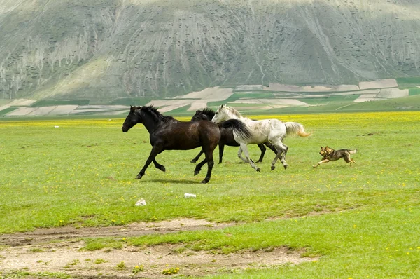 Horses running in field — Stock Photo, Image
