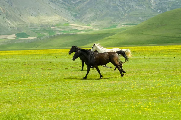 Cavalli che corrono in campo — Foto Stock